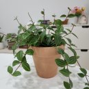 토마토소프트(주) 이미지