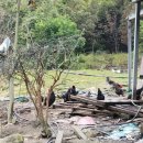 용추자연휴양림야영장 이미지