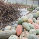 토종단호박 수확 이미지