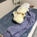 C4 | 베스트슬립 엘라비아C4 구매 후기(내돈내산)