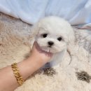 어벤져스켄넬 탑클래스펫 강아지분양 이미지