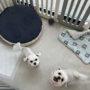 마이유어펫살롱 이미지