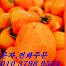 김정자농장 | 2024광양섬진강 대봉감을 주문받고 있습니다.