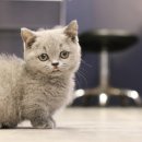 천안고양이 분양 냥블리 | 믿음직한 도그마루 강아지 고양이 천안아산점, 천안강아지 고양이분양 후기