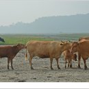 소사랑목장 이미지