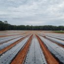 영보농장 이미지