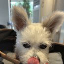 올리브 애견 | [경주 황리단길 실내 애견동반 카페] 올리브 이용후기 + 황리단길 주차 정보/팁