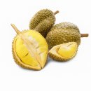 두리안 이미지