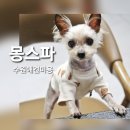 수원애견미용, 홈플러스 북수원점 5층 몽스파 귀염뽀짝 요키컷 후기