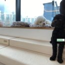 베이비댕 이미지