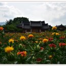 홍화 - 천안시 서북구 도원7길 18 | 홍화
