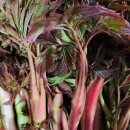 인제농장 이미지