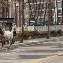 어제 평택 도로 긴급 상황 ㄷㄷㄷㄷㄷㄷ .mp4 이미지