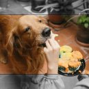 댕댕이밥상 이미지