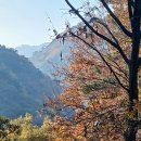 우곡사 은행나무 단풍 이미지