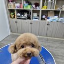 The빛나개 이미지