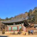 홍천심마니