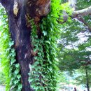 보경사 입구 이미지