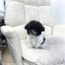 플라워퍼피 이미지