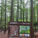 힐링(장태산) | [옥천, 대전 여행] 장령산자연휴양림부터 장태산 메타세쿼이아 숲길까지, 비와 함께한 2박 2일 힐링 코스
