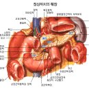췌장의 구조와 기능 이미지