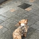 필연분식