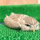 부엉이 PC방 이미지