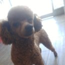 이향애견살롱 이미지