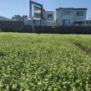 버베나더홈 이미지