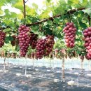 홍주유통 이미지