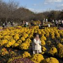 순환로 379번길 | [인천 드림파크] 국화축제 단풍명소 11월초 단풍현황