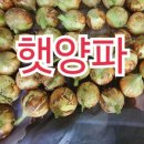 호일농장 네이버블로그