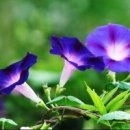 소리나팔꽃 이미지