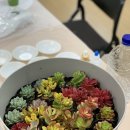 횡성군보건소 | 횡성군 보건소 장애인 및 가족 자조모임 체험프로그램_다육이원목화분 원데이클래스