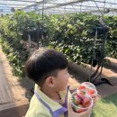 플랜비 | 부산근교 부산주말에 아이랑 갈만한곳｜플랜비 딸기체험농장 내돈내산 체험 후기 🍓