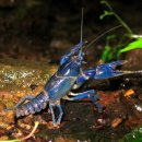 Blue Crayfish [Cambarus (Jugicambarus) monongalensis] 이미지