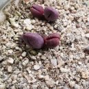 마옥농장 이미지