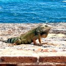 이구아나 이미지