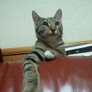 냥이친구 이미지