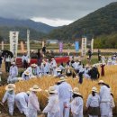 황금물결 이미지