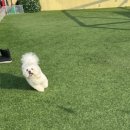 오정구 수도로 149 건물 | 남양주 애견유치원 | ‘신난댕 유치원’ 솔직후기