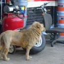 우리동네카센타 이미지