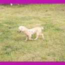 강아지 보호센터 이미지