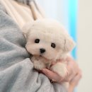 야베스주사랑켄넬 이미지