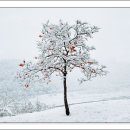 초설 - 예산군 | 초설