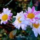 애기 사과 꽃이 이미지