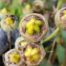 곶감농원수퍼 이미지