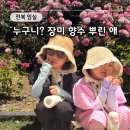 쥬쥬애견 | 임실 장미 축제 주차 입장료 애견동반 방문 후기