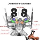 벤치프레스 VS 덤벨 플라이. 이미지