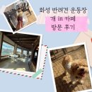 인천개공원 카페 | 인천 근교 화성 반려견 운동장 개in카페 방문 후기 (애견카페, 강아지놀이터)